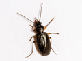Badister dilatatus